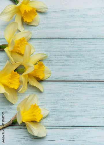 Yellow daffodils lying on light blue rustic wooden planks