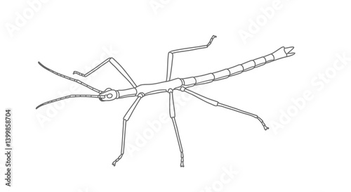 Stick Bug Coloring Page for Kids Showing Its Twig Like Body and Long Legs
