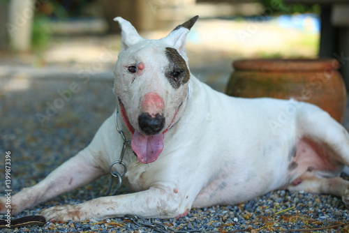 Foto Portrait of a Bull Terrier in the park