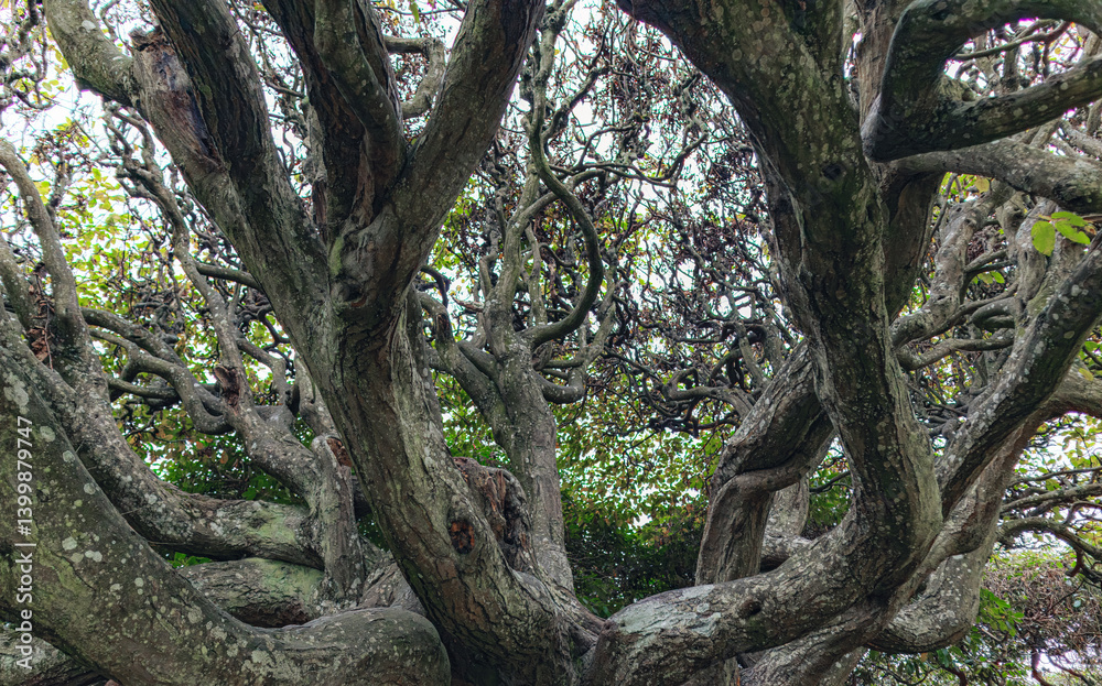 Big old tree trunk in summer forest nature Big old tree trunk in summer forest nature