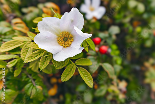 Rose hip flower in the nature.