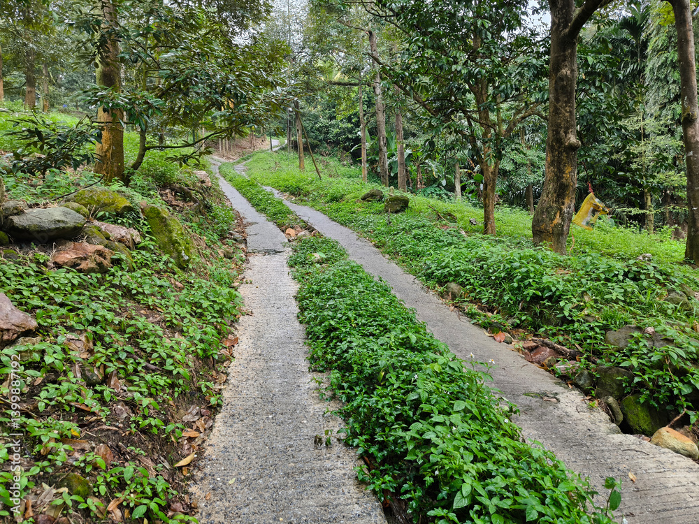 Fototapeta premium path in the forest