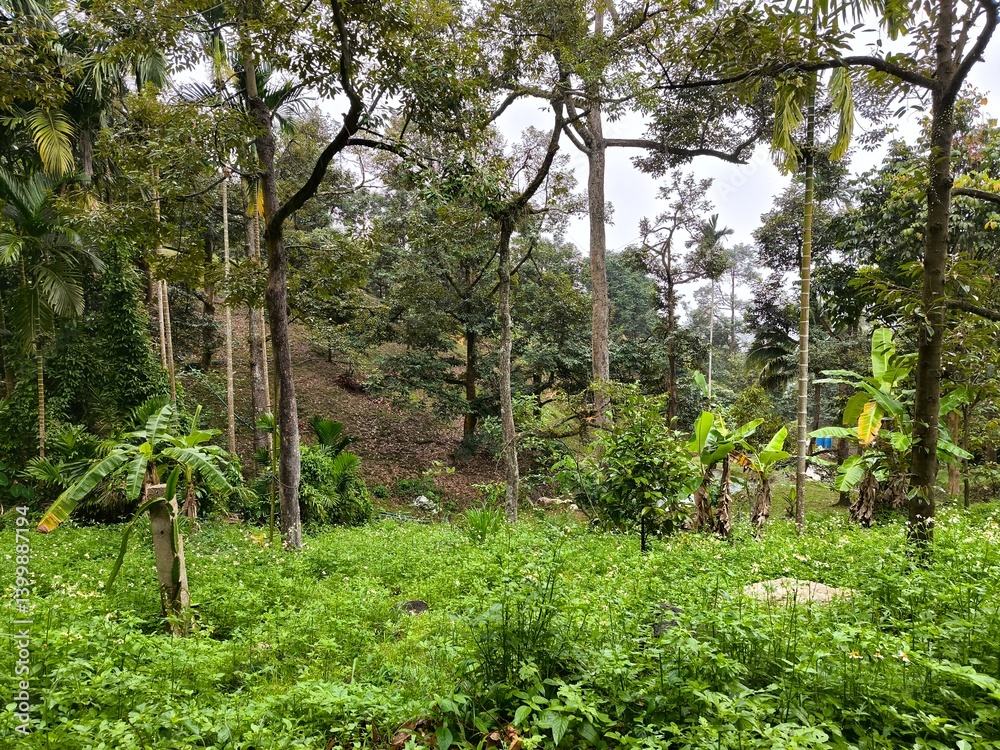 Fototapeta premium tropical forest in thailand