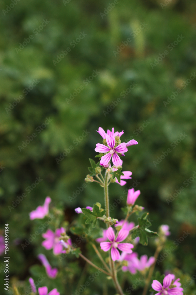 pink flowers in the garden pink flowers in the garden