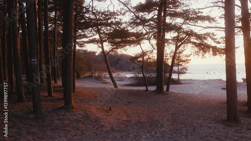 Wallpaper Mural Sunset Glow Through Coastal Pines Leading to a Tranquil Beach Torontodigital.ca