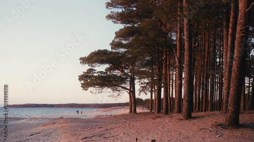 Wallpaper Mural Golden Sunset Over Windswept Pines by a Tranquil Baltic Beach Torontodigital.ca