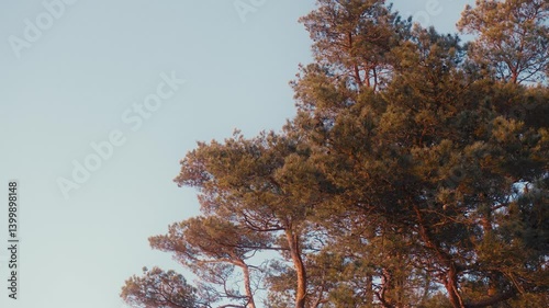 Wallpaper Mural Crown of Baltic Pines Glowing in Sunset Light Under Clear Evening Sky Torontodigital.ca