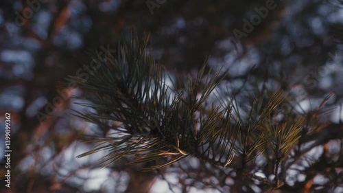Wallpaper Mural Close-Up of Pine Needles Glowing in Soft Sunset Light Torontodigital.ca