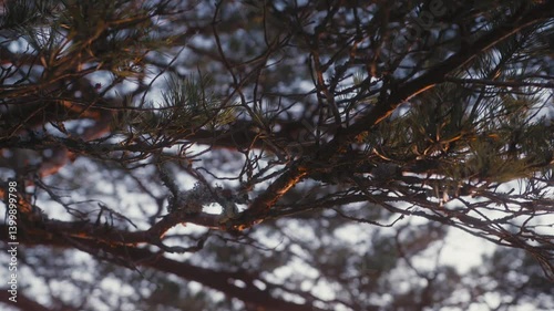 Wallpaper Mural Golden Light Filtering Through a Web of Pine Needles and Twigs Torontodigital.ca