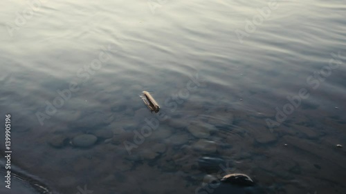 Wallpaper Mural Small Stick Floating in Clear Shallow Water at Riverbank Torontodigital.ca