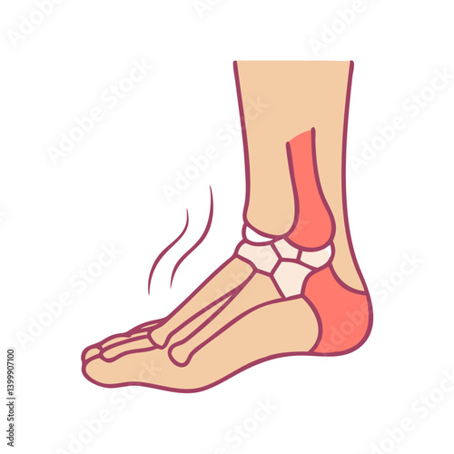  Modern Ankle Joint Anatomy Icon