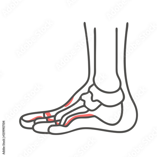  Stylish Ankle Joint Anatomy Icon