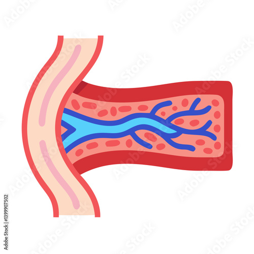  Stylish Blood Vessel Anatomy Icon