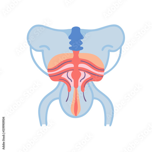 Tablou pe pânză Stylish Erector Spinae Muscle Anatomy Icon