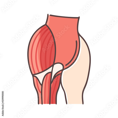  Modern Gluteus Maximus Muscle Anatomy Icon