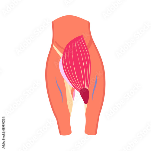  Stylish Gluteus Medius Muscle Anatomy Icon