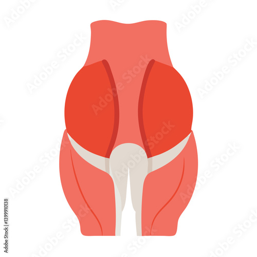  Modern Gluteus Minimus Muscle Anatomy Icon
