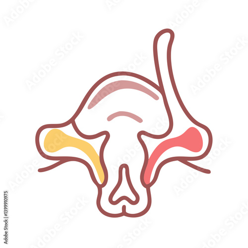  Stylish Inferior Nasal Concha Anatomy Icon