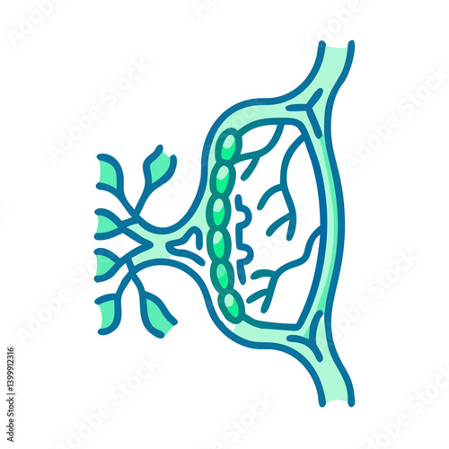  Stylish Lymphatic Vessel Anatomy Icon