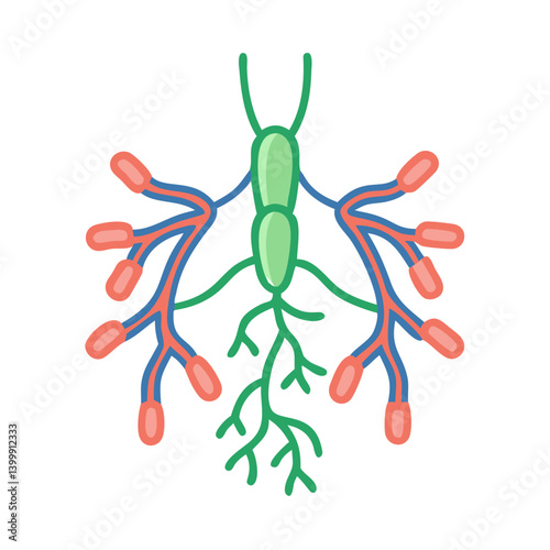  Modern Lymph Node Anatomy Icon