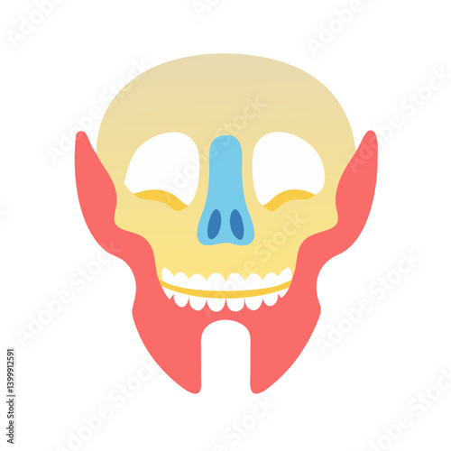  Stylish Maxilla Anatomy Icon