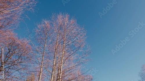 Wallpaper Mural Trees Without Leaves in Bright Blue Sky Torontodigital.ca