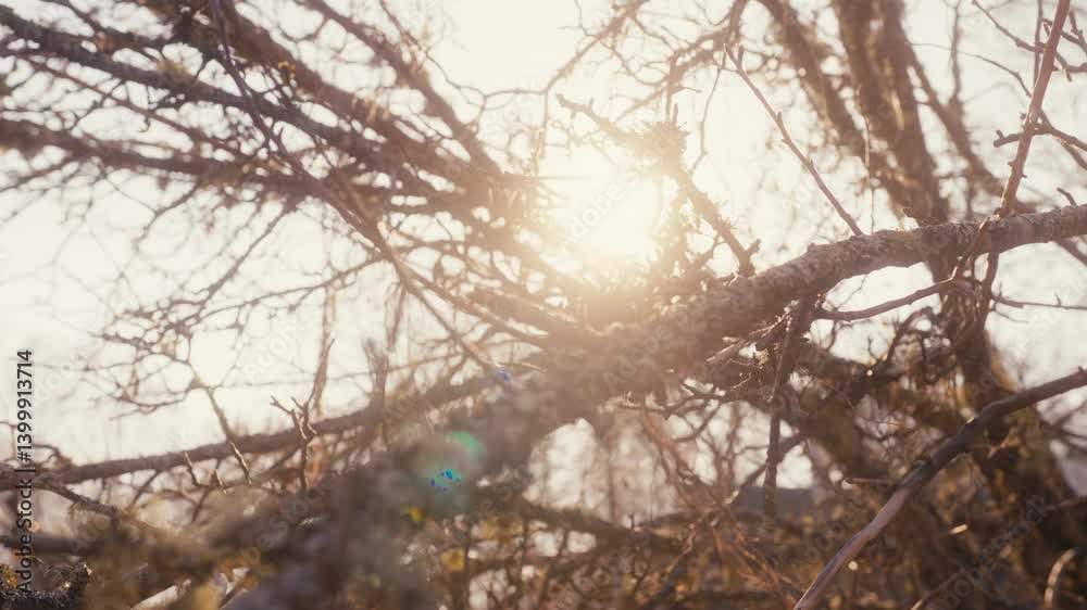Natural Texture of Tree Branch and Lichen

