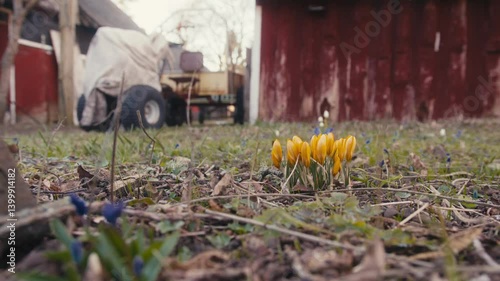 Wallpaper Mural Yellow Crocuses Blooming in Early Spring Near Rustic Farm Buildings Torontodigital.ca