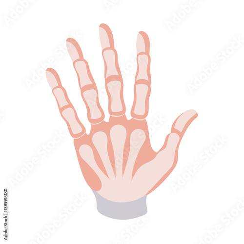  Creative Phalanges Hand Anatomy Icon