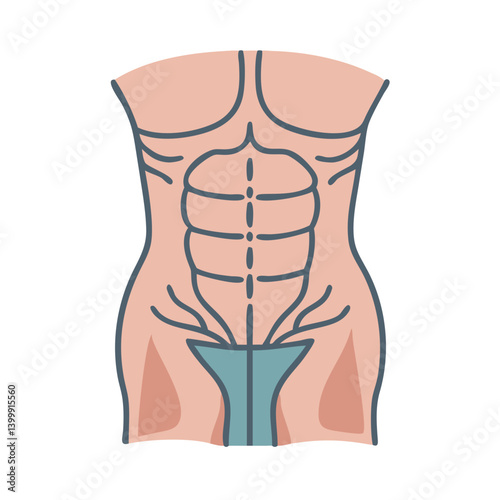  Rectus Abdominis Muscle Anatomy Icon Design