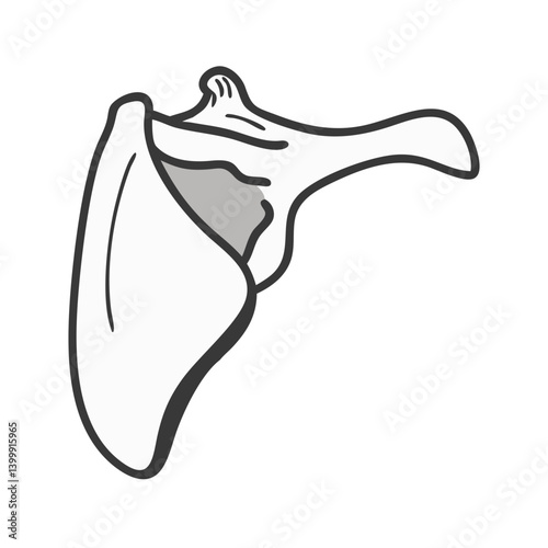  Scapula Anatomy Icon Design