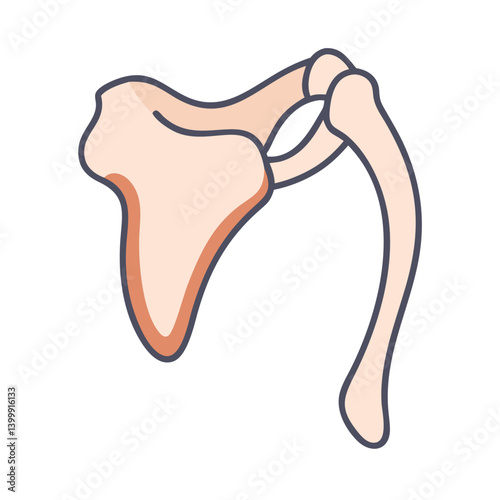  Stylish Scapula Bone Anatomy Icon