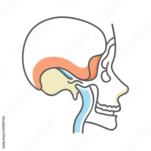  Temporomandibular Joint Anatomy Icon Design