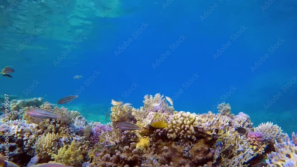 Vibrant School of Tropical Fish in a Pristine Coral Reef Vibrant School of Tropical Fish in a Pristine Coral Reef
