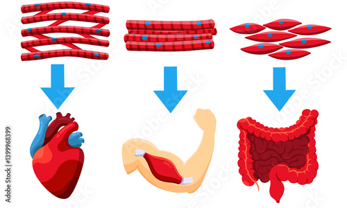 Fotografie Different types of muscle cells with human organ