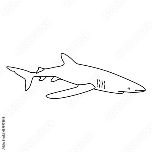 blue shark