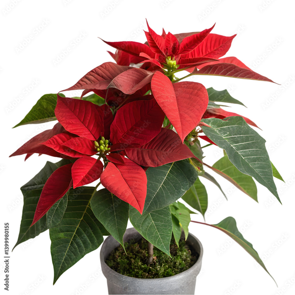 red poinsettia flower red poinsettia flower