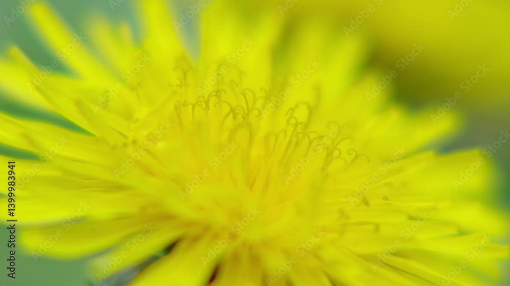 flowers, yellow flowers, taiwanese bees, breeze, swaying, close up