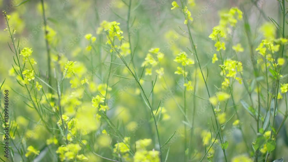 Flower,Grass,Yellow Flowers,Brassica,Breeze,Swaying,Clumping,Bees