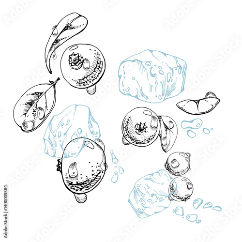 Cranberry lingonberry flying in water splash with ice cubes, drops and green leaves, vector hand drawn in ink, ripe summer forest berry. Isolated illustration for restaurant, cafe menu, farmers market