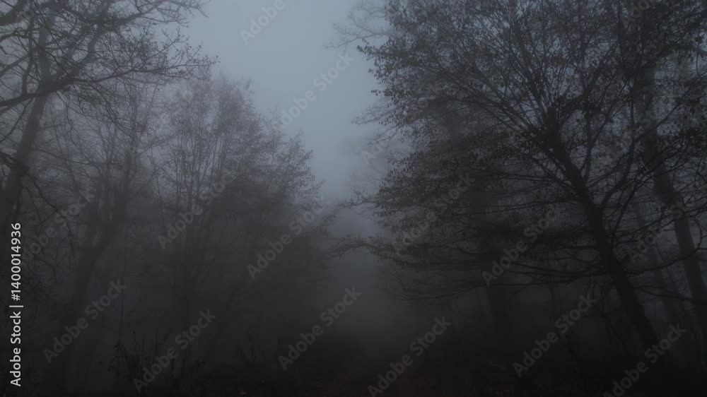Drone view of mysterious forest with fog and leafless trees creating a scary atmosphere Drone view of mysterious forest with fog and leafless trees creating a scary atmosphere