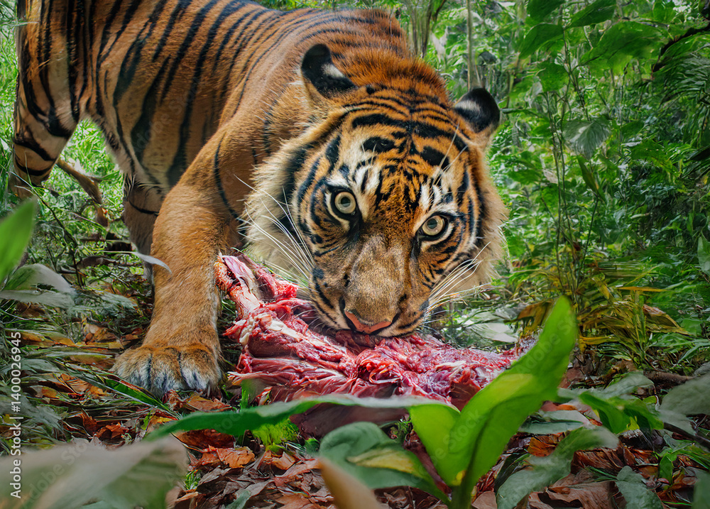 Sumatran tiger (Panthera tigris sumatrae) tearing meat in the tropical jungle
