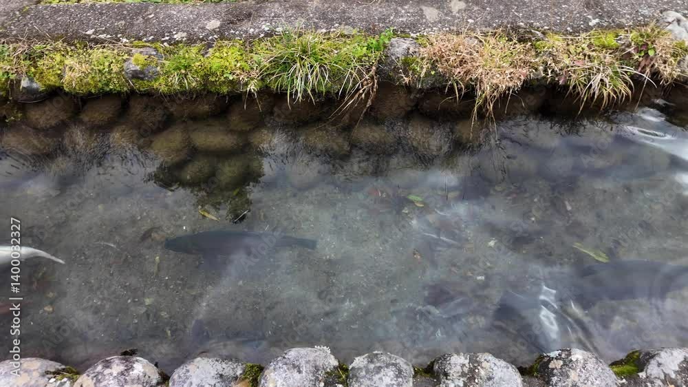 Crystal clear stream flowing through Shirakawa go, showcasing peaceful fish swimming gracefully among the serene waters of Japan's countryside