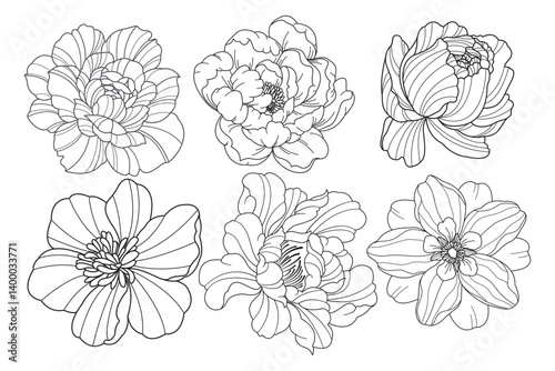 Set of flower. Hand drawn elements. Plant Art design for print, cover, wallpaper, Minimal and natural wall.