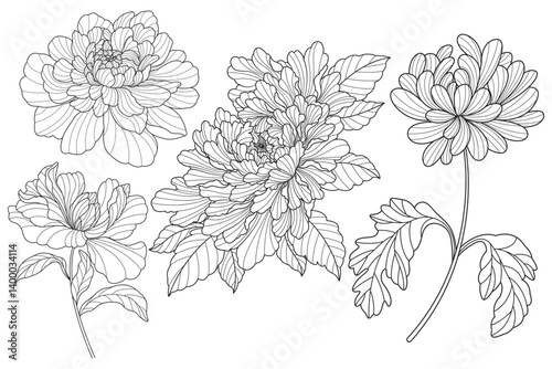 Set of flower. Hand drawn elements. Plant Art design for print, cover, wallpaper, Minimal and natural wall.