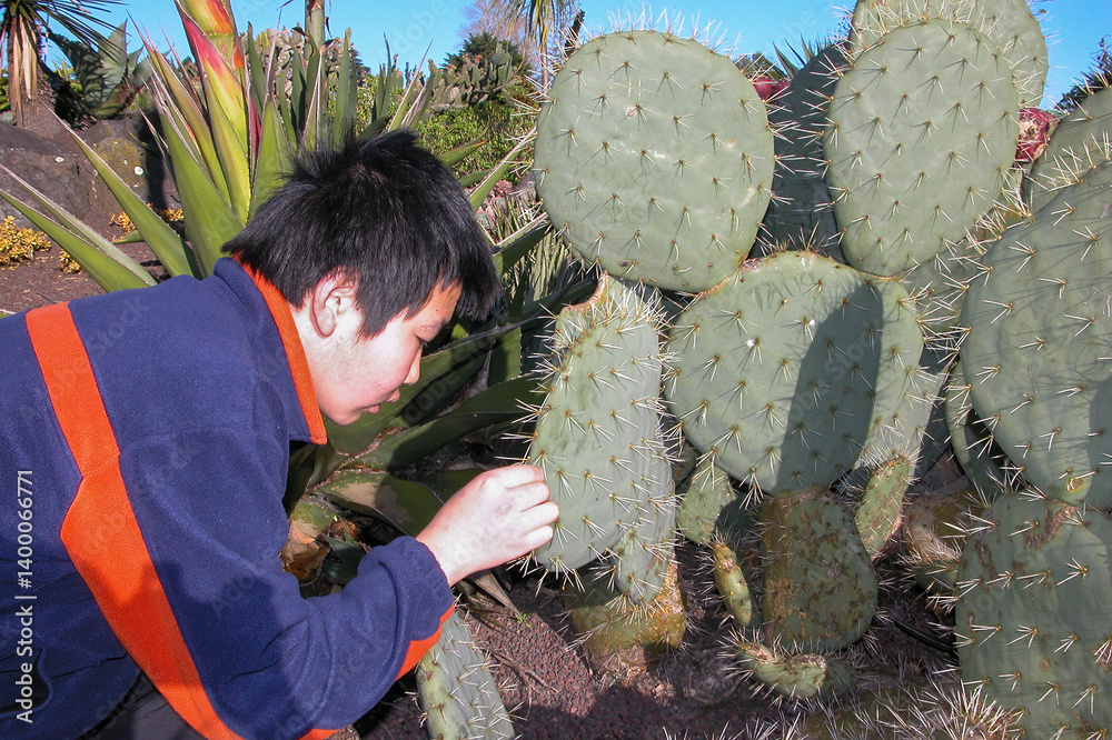Teenage boy inspecting the spikes on prickly pear cactus. Auckland.