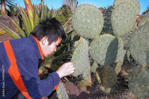 Obraz na płótnie Teenage boy inspecting the spikes on prickly pear cactus. Auckland. w salonie