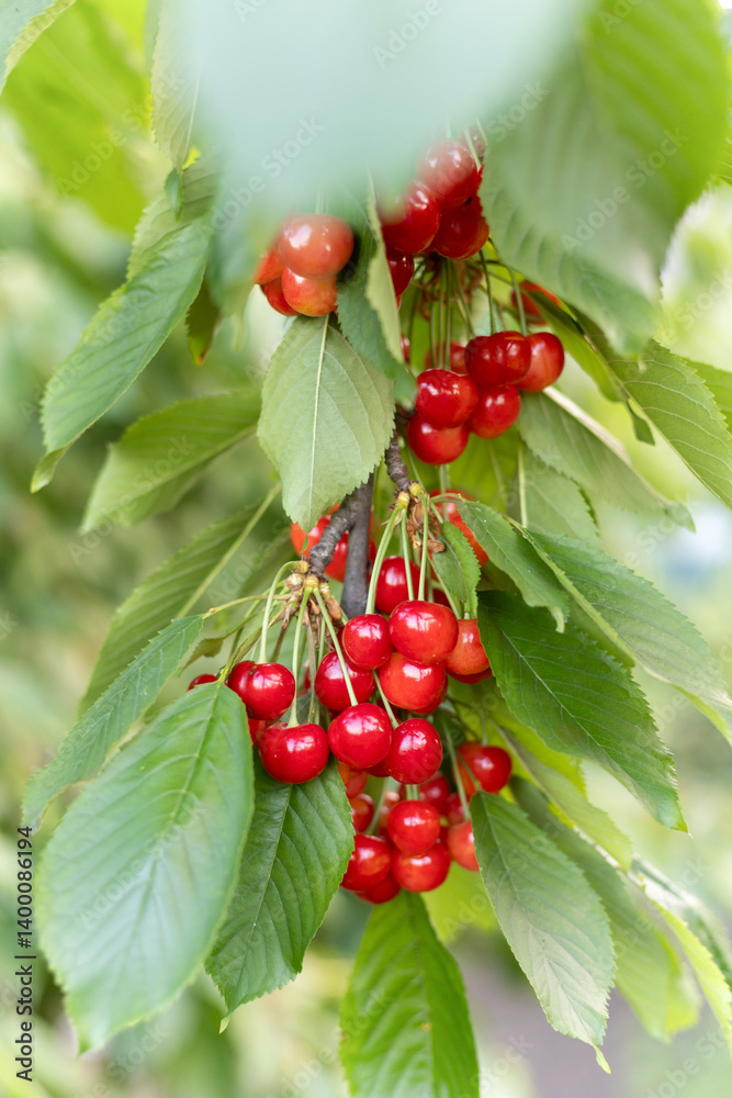 Red cherries growing on green tree