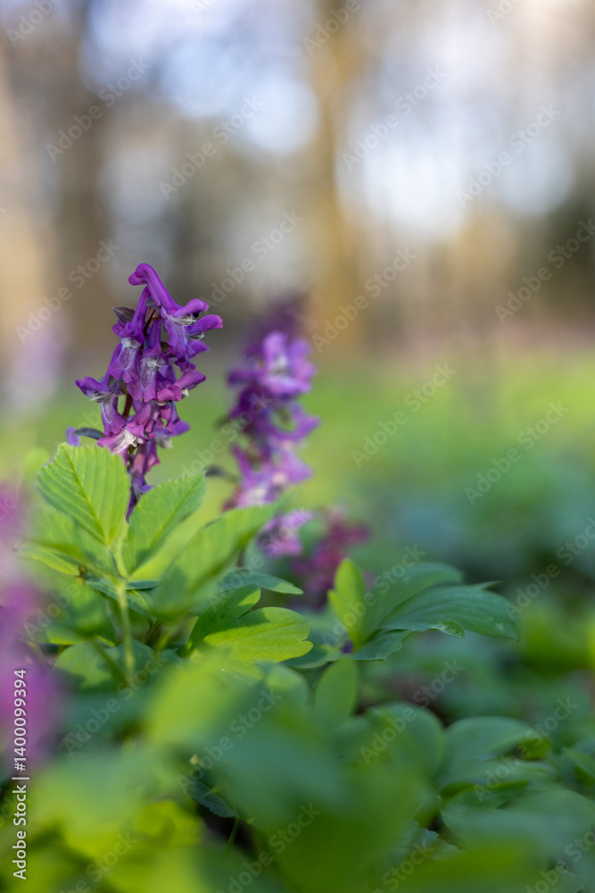 Obraz premium Purple flowers in a city park