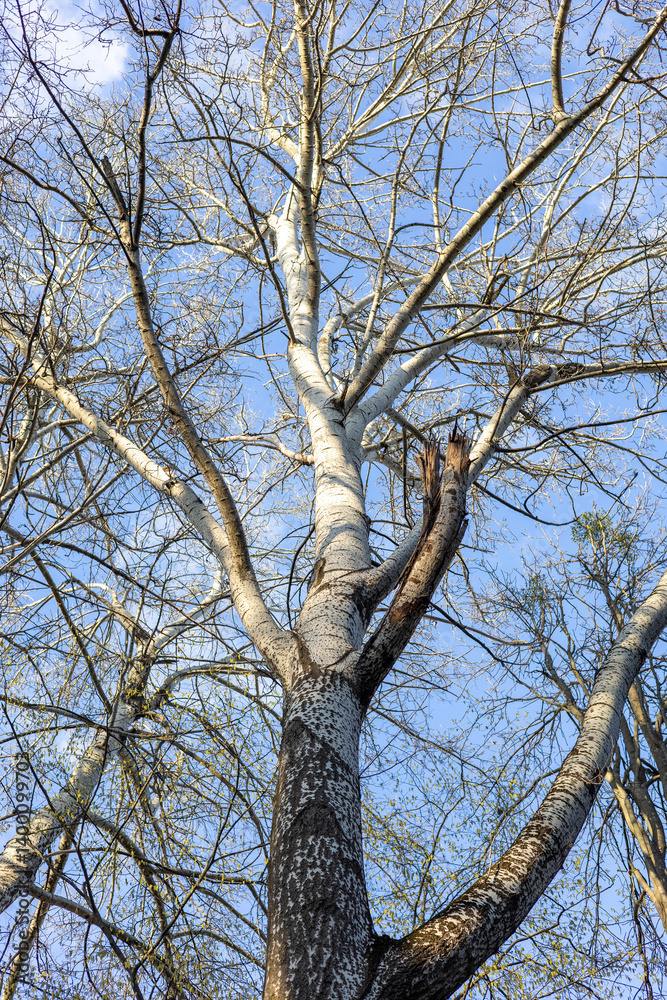 Obraz premium Treetops in the spring forest